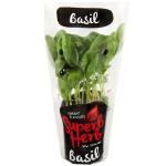 Fresh Produce Basil Living Plant each