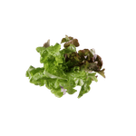 Produce Fancy Green Lettuce 1ea
