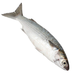 Seafood Whole Grey Mullet 1kg