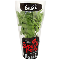 Superb Herb Basil in Large Pot 1ea