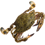 Seafood Whole Large Mud Crab Frozen 1kg