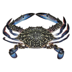 Nishin Whole Blue Swimming Crab 12kg
