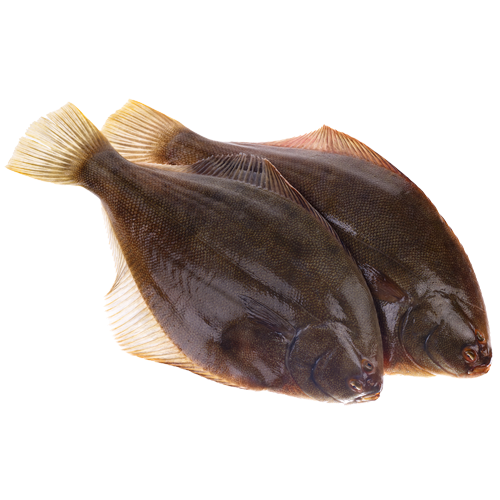 NZ Flounder Yellow Belly Gutted kg Prices FoodMe