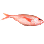NZ Whole Ruby Fish kg