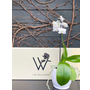 Orchid Plant Gift Box