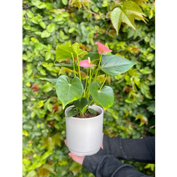 Anthurium Plant NZ Prices - PriceMe