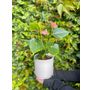 Anthurium Plant
