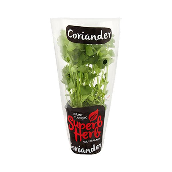 Superb Herb Coriander Living Plant Large Potted each