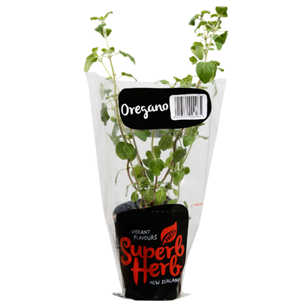 Superb Herb Oregano Herb Pot 1ea