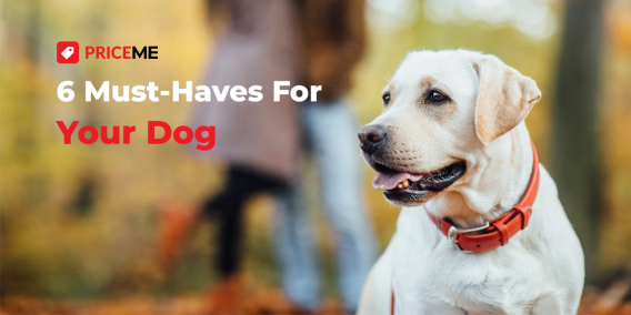 6 Must-Have Items for Dogs