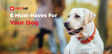 6 Must-Have Items for Dogs